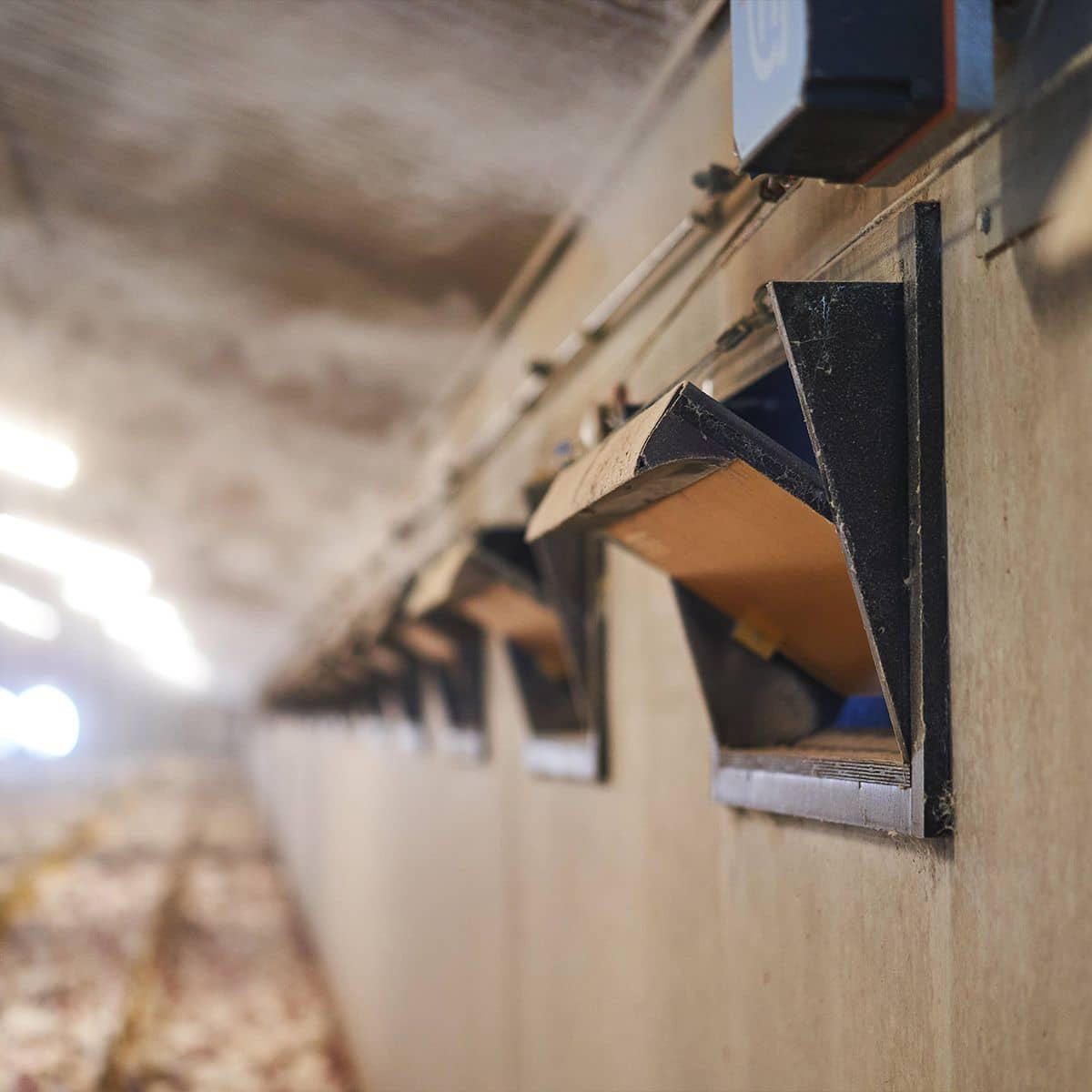 A row of ventilation inlets along the wall of a poultry barn, receding into bright light, with straw litter on the floor below