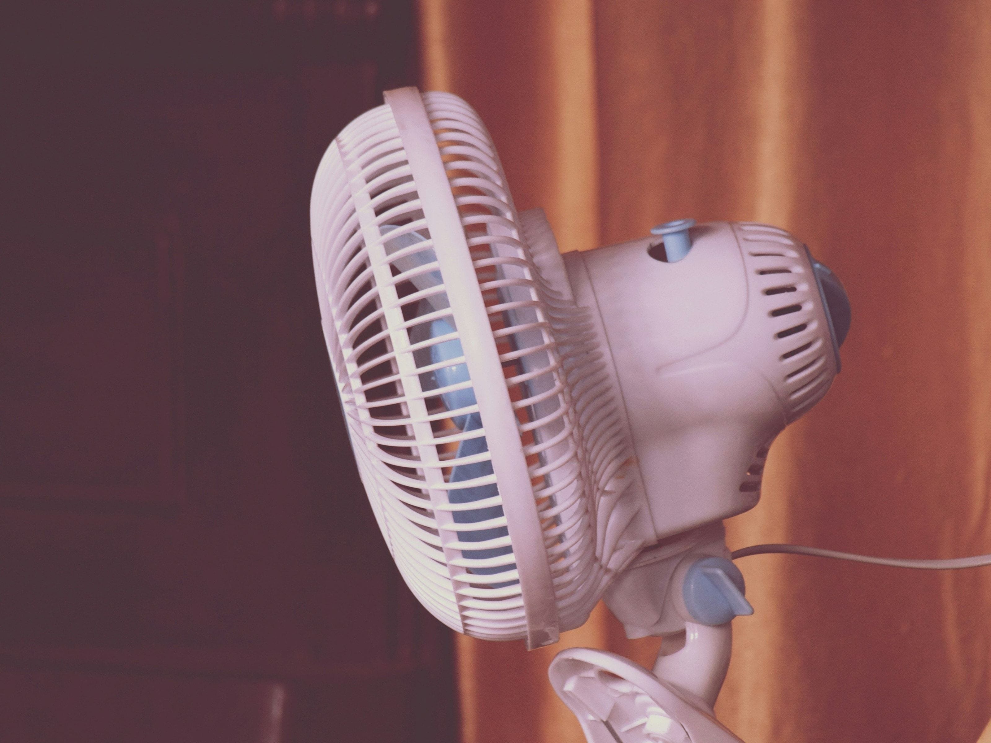 Pale pink fan in warm light