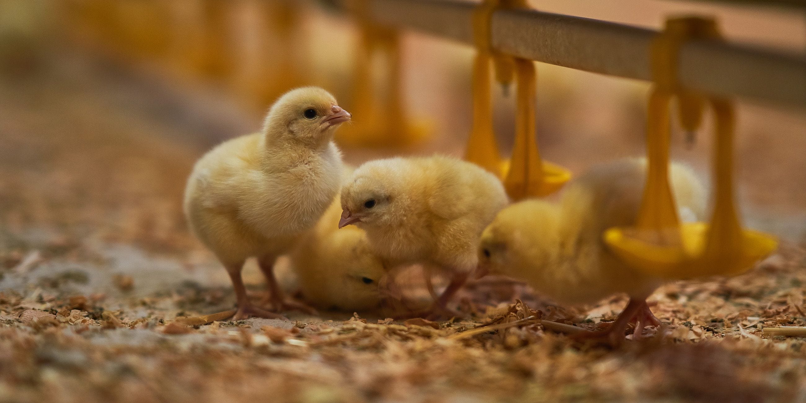 A cluster of day-old yellow chicks on wood-shaving litter, feeding and drinking beneath a row of yellow feeder cups in a poultry barn